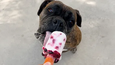 Helado para perros